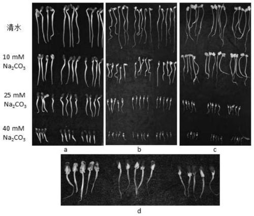 A kind of identification method of cotton alkali resistance