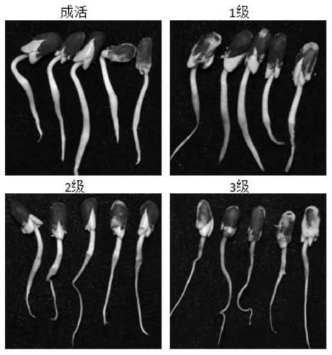 A kind of identification method of cotton alkali resistance