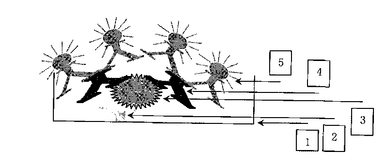 Method for quickly immunologically detecting beta-lactamase in milk