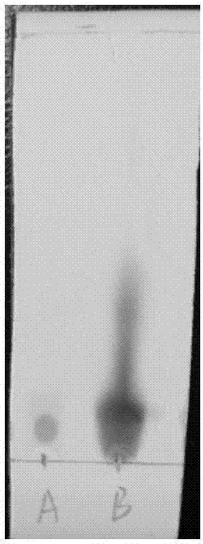 Dencichine extraction method and application thereof and extraction method of pseudo-ginseng amino acid