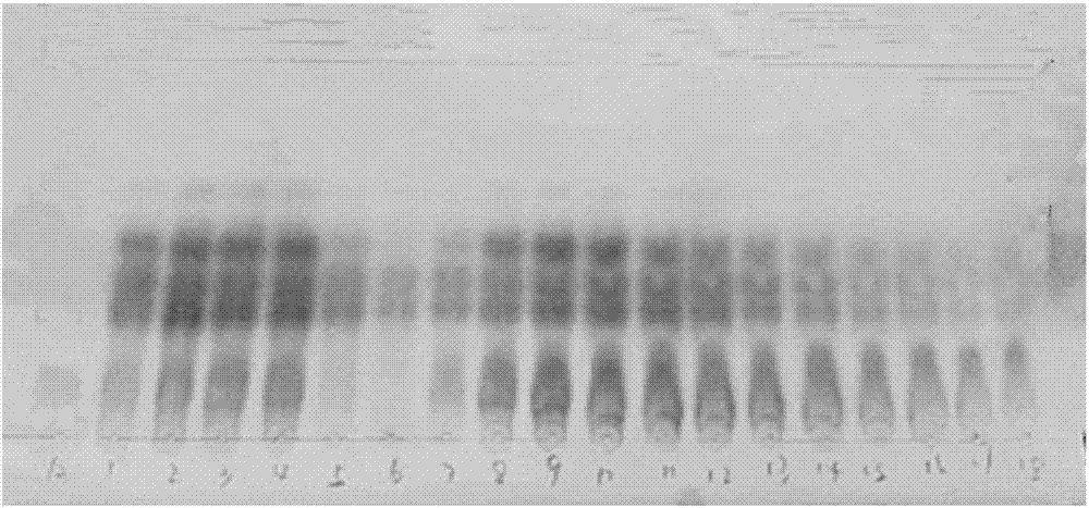 Dencichine extraction method and application thereof and extraction method of pseudo-ginseng amino acid