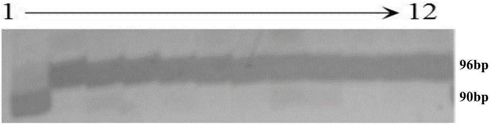 Molecular marker for paddy recessive genic male sterility gene cyp704b2 and application thereof