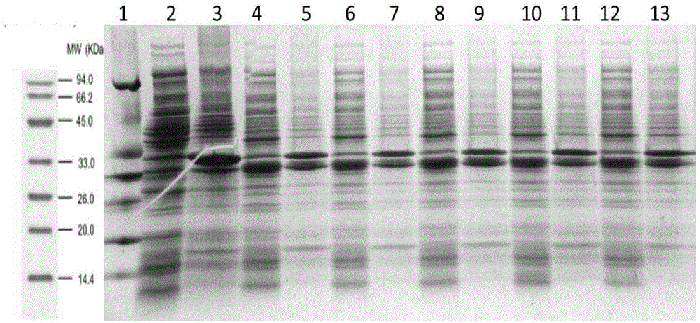 Respiratory syncytial virus vaccine, and preparation method and application thereof