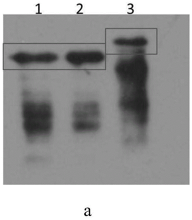 Respiratory syncytial virus vaccine, and preparation method and application thereof