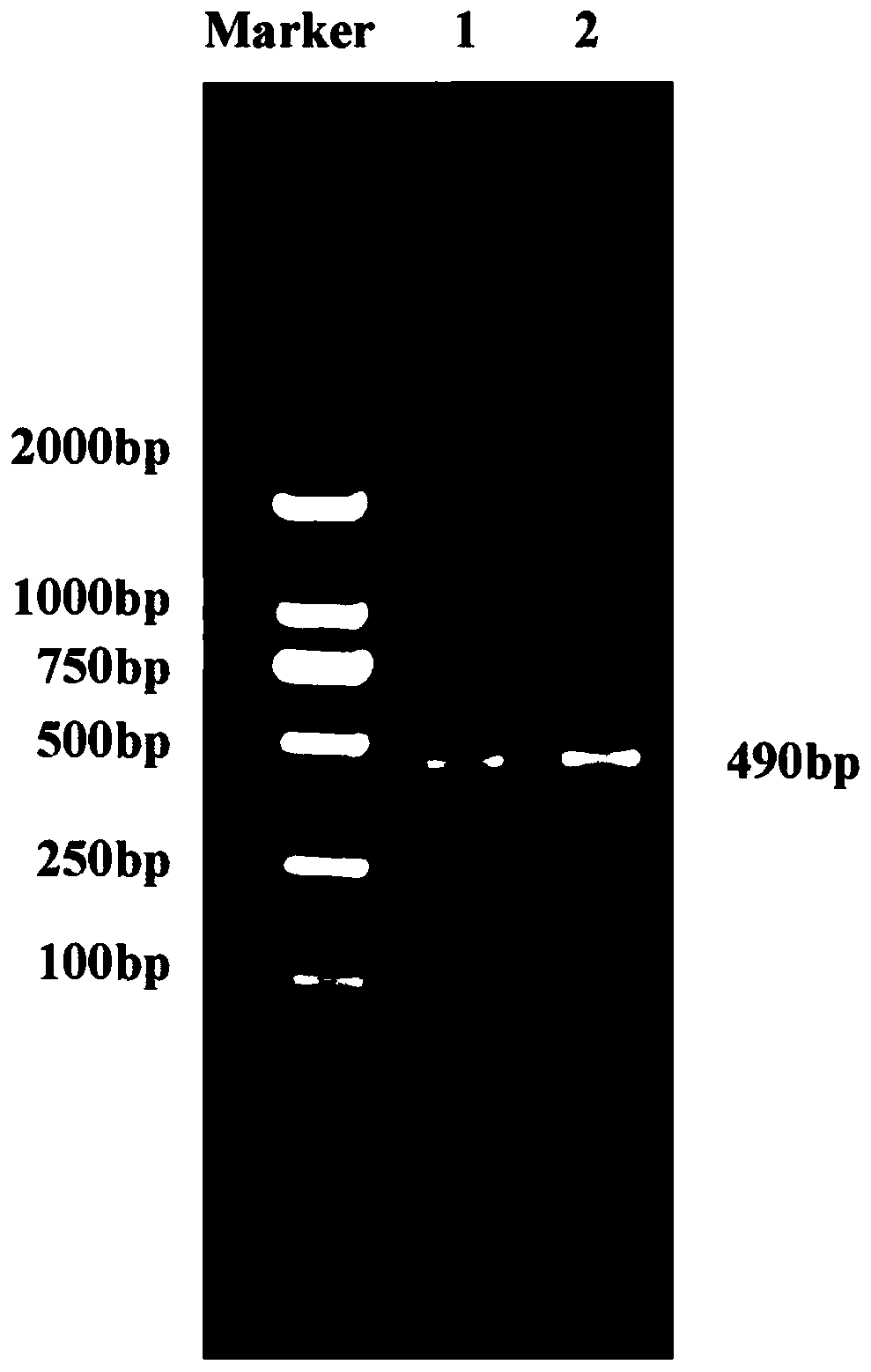 Cell apoptosis gene segment for reducing egg laying amount of small brown rice planthopper and application thereof