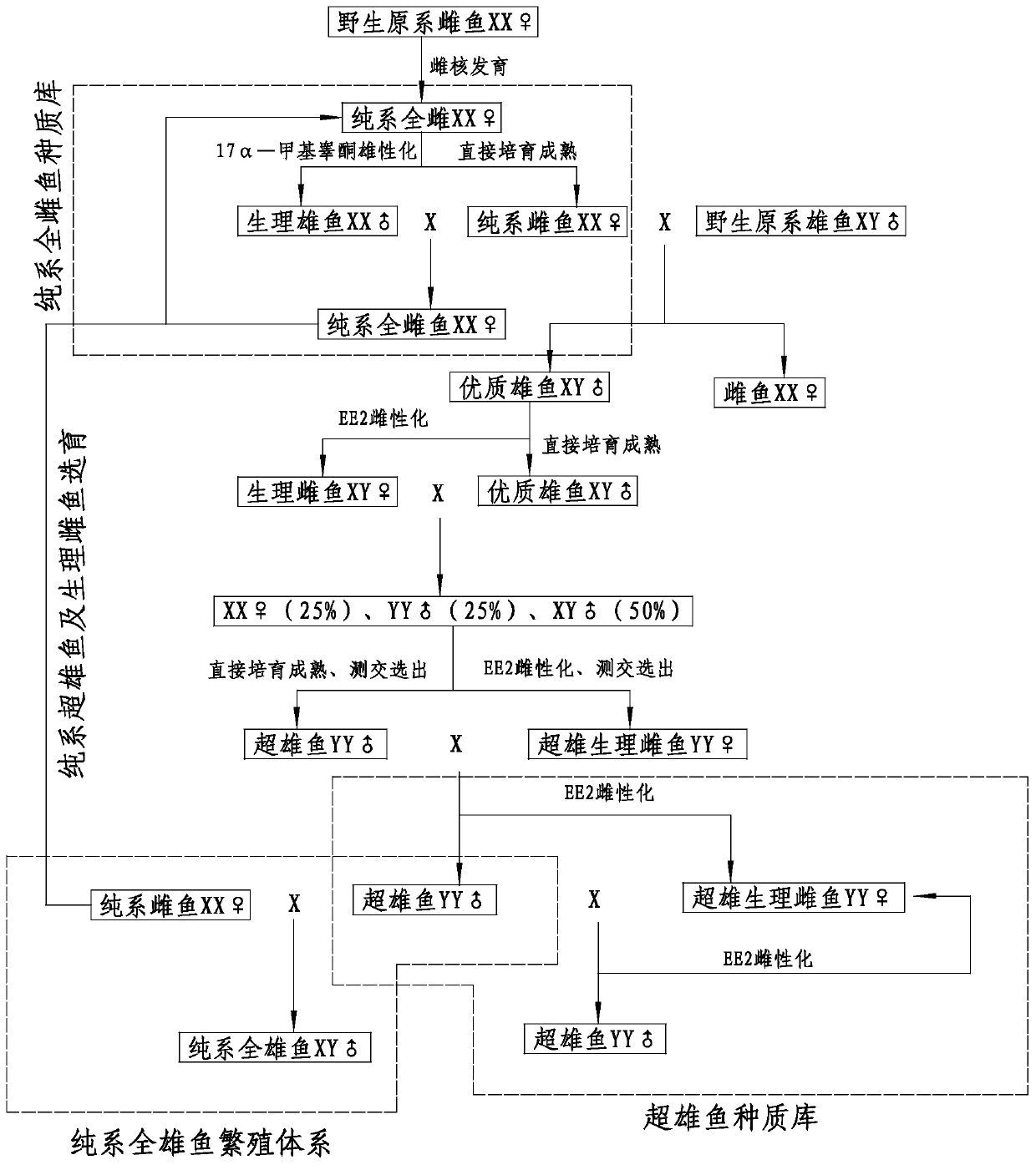 Method for breeding all-female and super-male fish of pure-line yellow catfish to produce all-male fish on a large scale