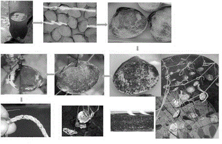 Filament seedling and mariculture method of grateloupia filicina