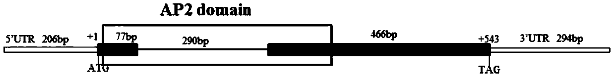 Artemisia annua aagtd1 gene and its encoded protein and application