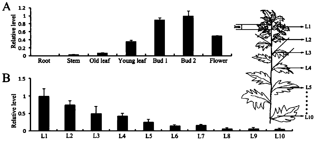 Artemisia annua aagtd1 gene and its encoded protein and application