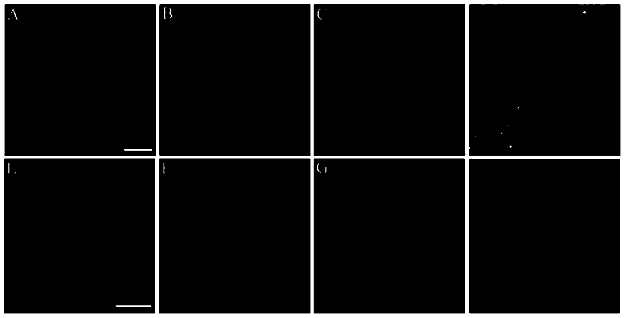 Artemisia annua aagtd1 gene and its encoded protein and application