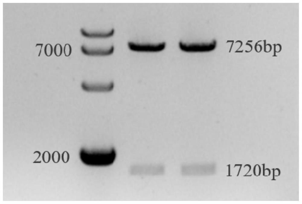 Method for promoting over-expression of TSP4 in mesenchymal stem cells, and preparation and application of mesenchymal stem cells