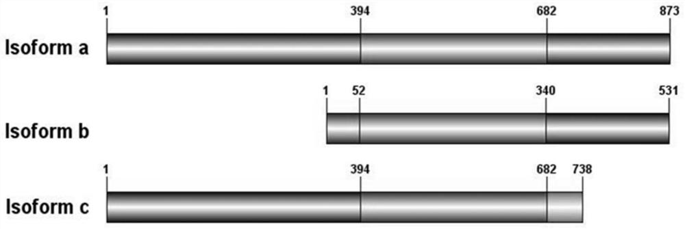 Use of PD-L1 spliceosome B as a marker to guide the dosing of anti-PD-L1/PD1 immunotherapy