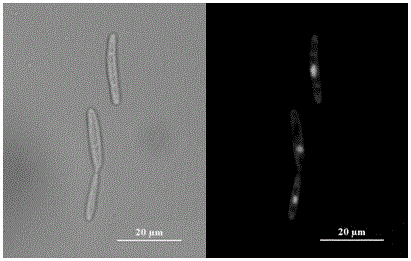 Ustilago esculenta haploid strain UET1 and use thereof