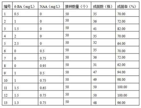 Tissue Culture Breeding Method of Manglisia argentifolius