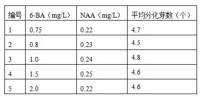 Tissue Culture Breeding Method of Manglisia argentifolius