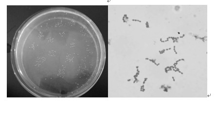 Production method and application of high-yield gamma-aminobutyric acid