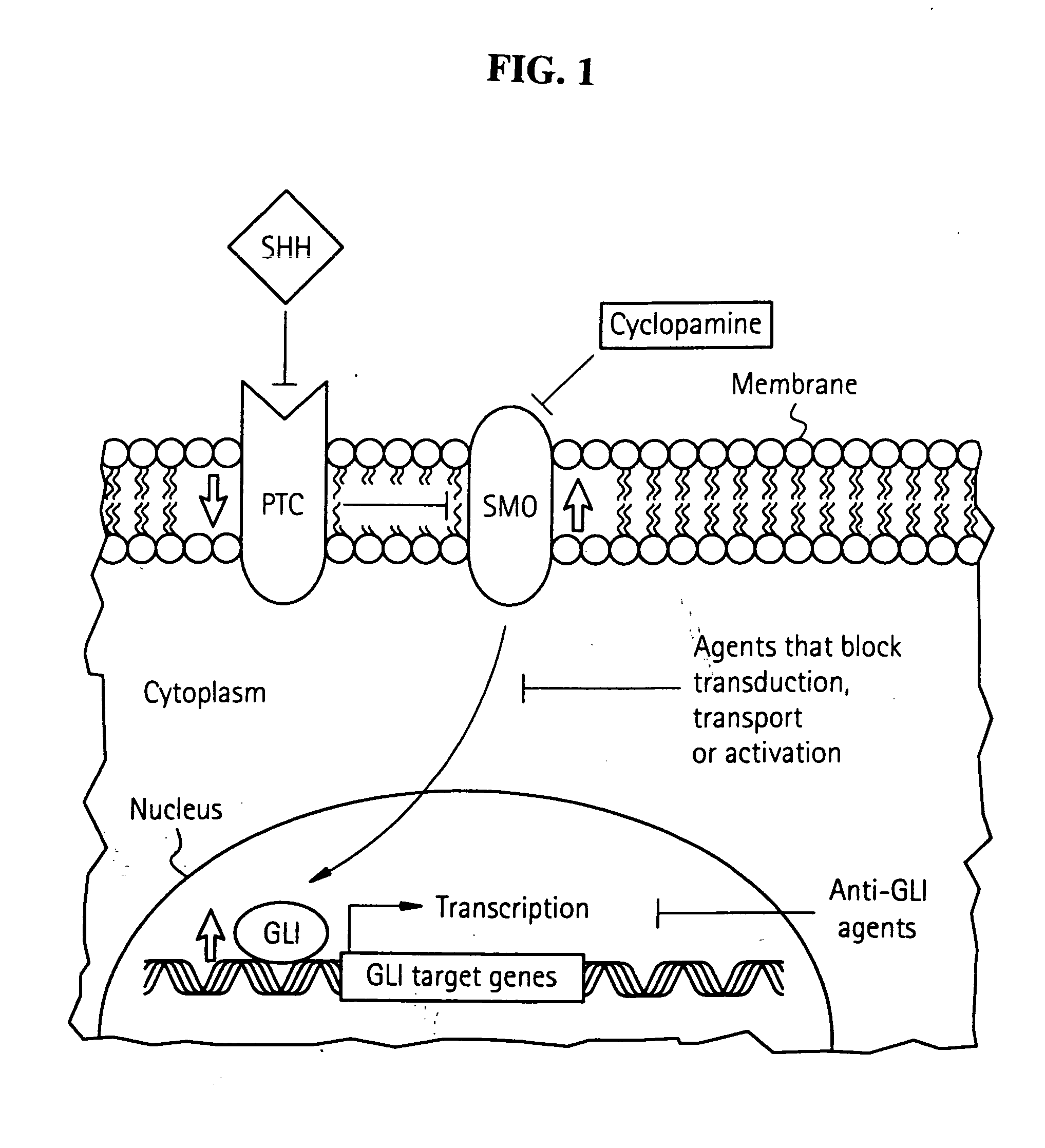 Method and compositions for inhibiting tumorigenesis