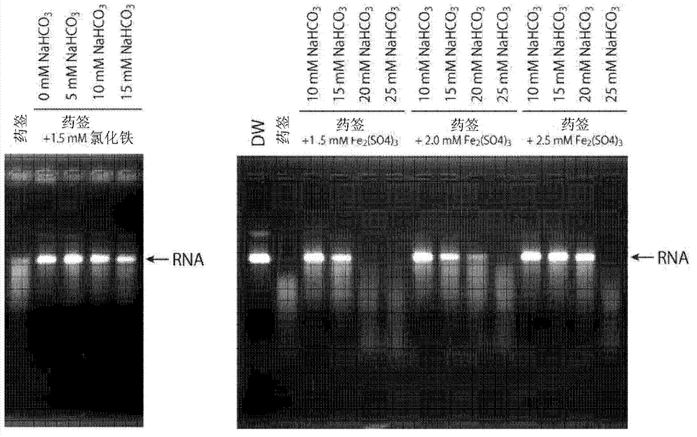 Biological sample pretreatment method, method for detecting rna, and pretreatment kit