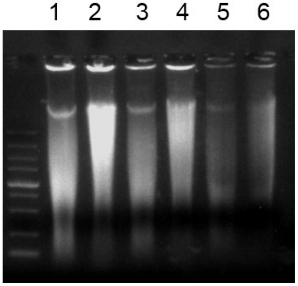 Primer group for constructing molecular marker map of cured tobacco variety of Hunan main tobacco varieties and application of primer group