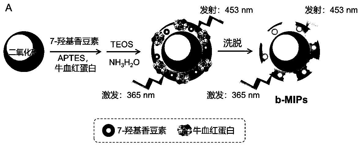 Tri-fluorescent emission molecularly imprinted sensor and preparation method and application thereof