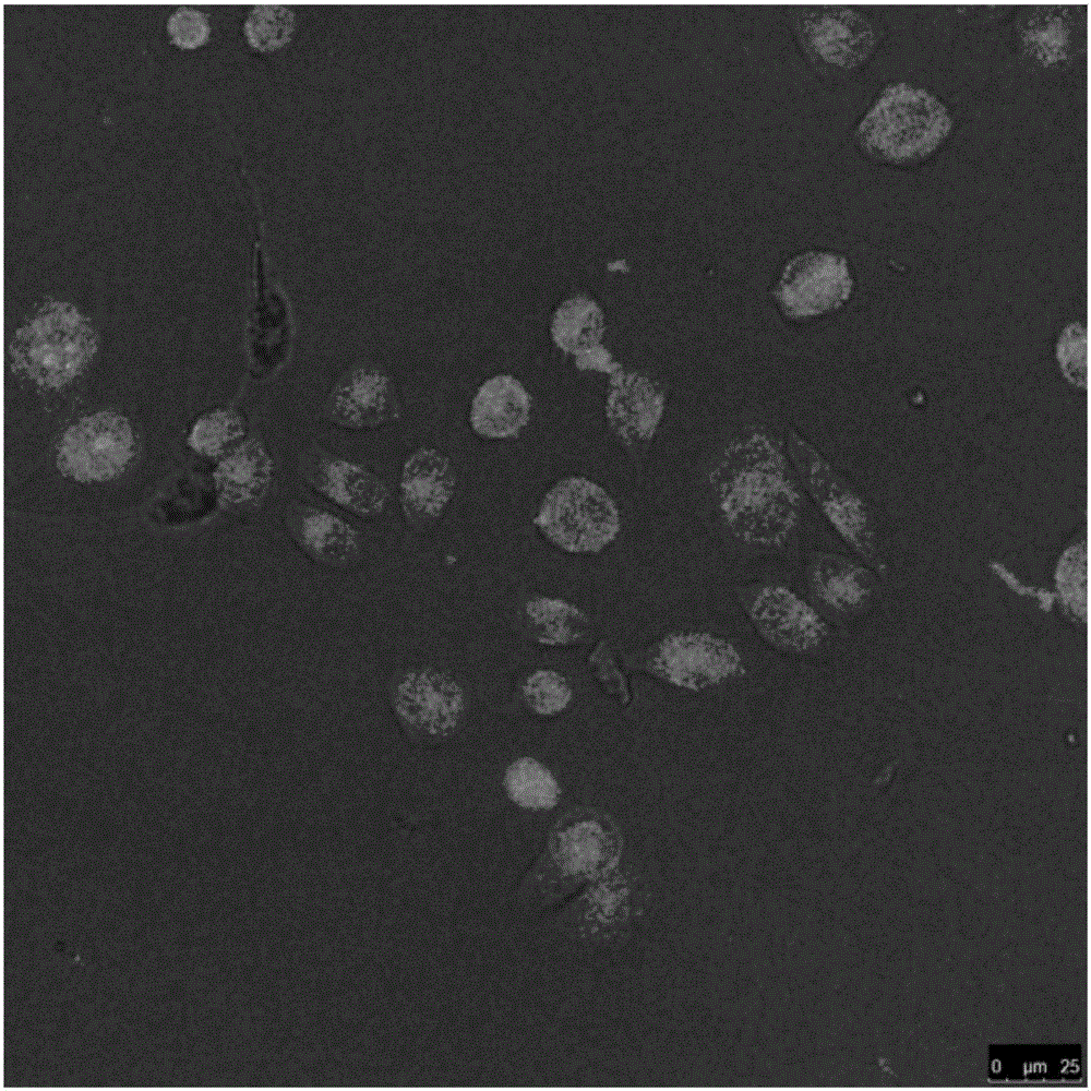 Preparation of two-color fluorescent gold bearing carbon dot and application of two-color fluorescent gold bearing carbon dot in visual inspection