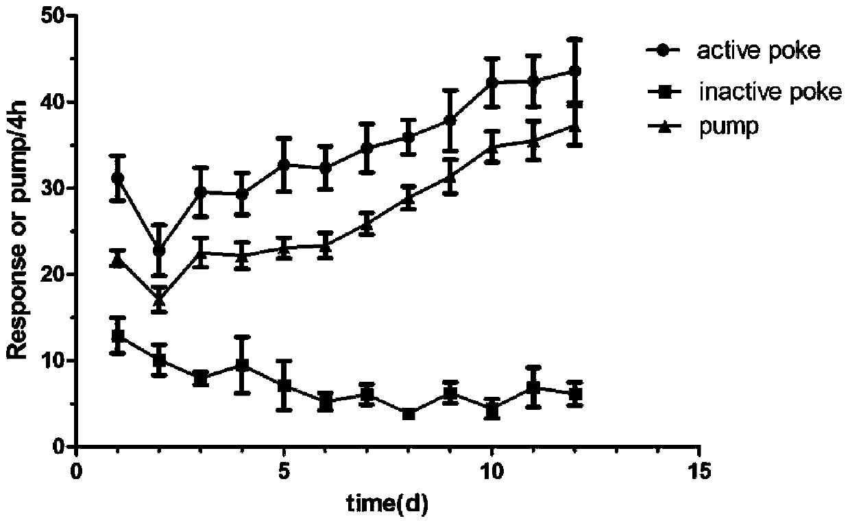 Use of miRNA-382 to regulate expression of akt3 gene