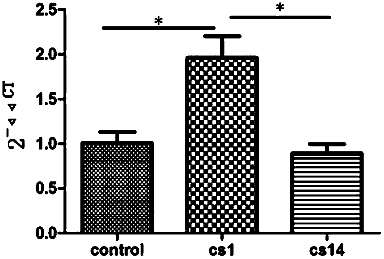 Use of miRNA-382 to regulate expression of akt3 gene