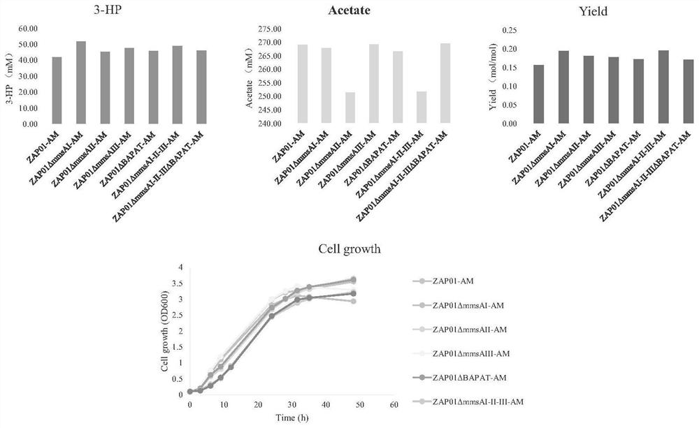 Construction method of pseudomonas denitrificans lacking malonic semialdehyde bypass metabolic pathway