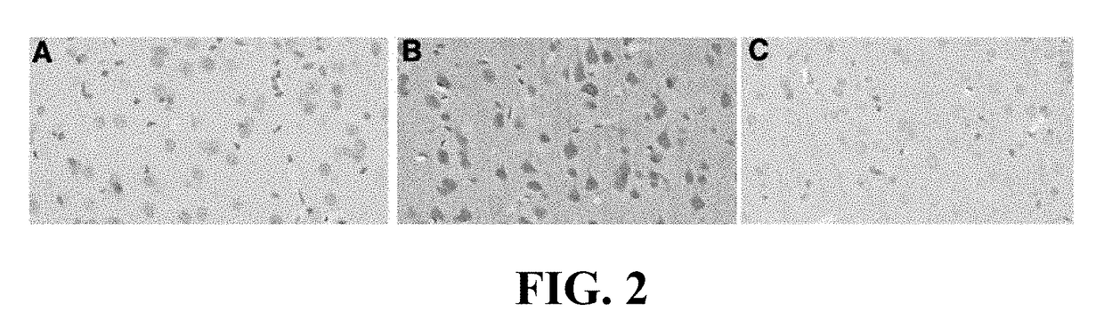 Method for preventing and/or treating chronic traumatic encephalopathy - iii