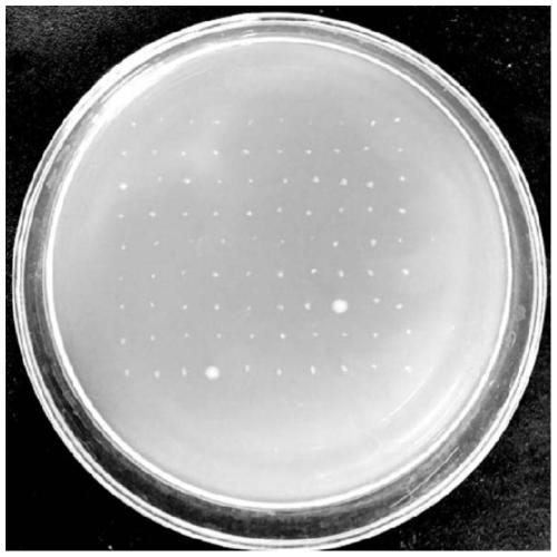 Alcohol dehydrogenase and application thereof in preparing alcohol