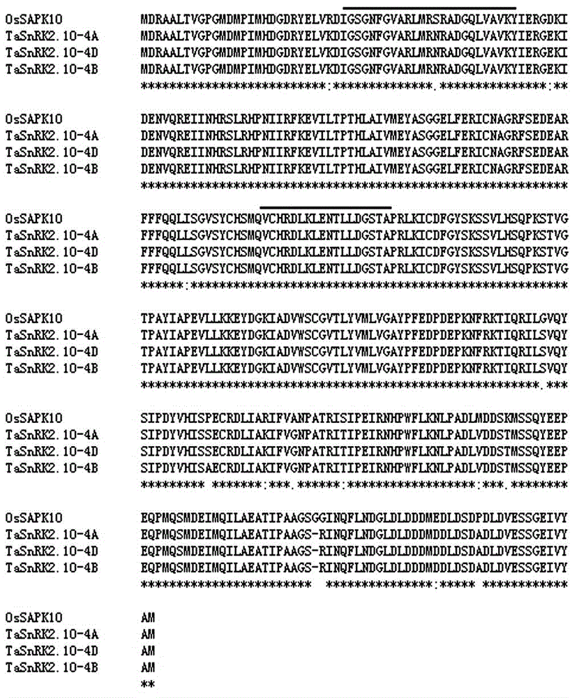 Gene relevant to wheat thousand seed weight, functional marker and application thereof