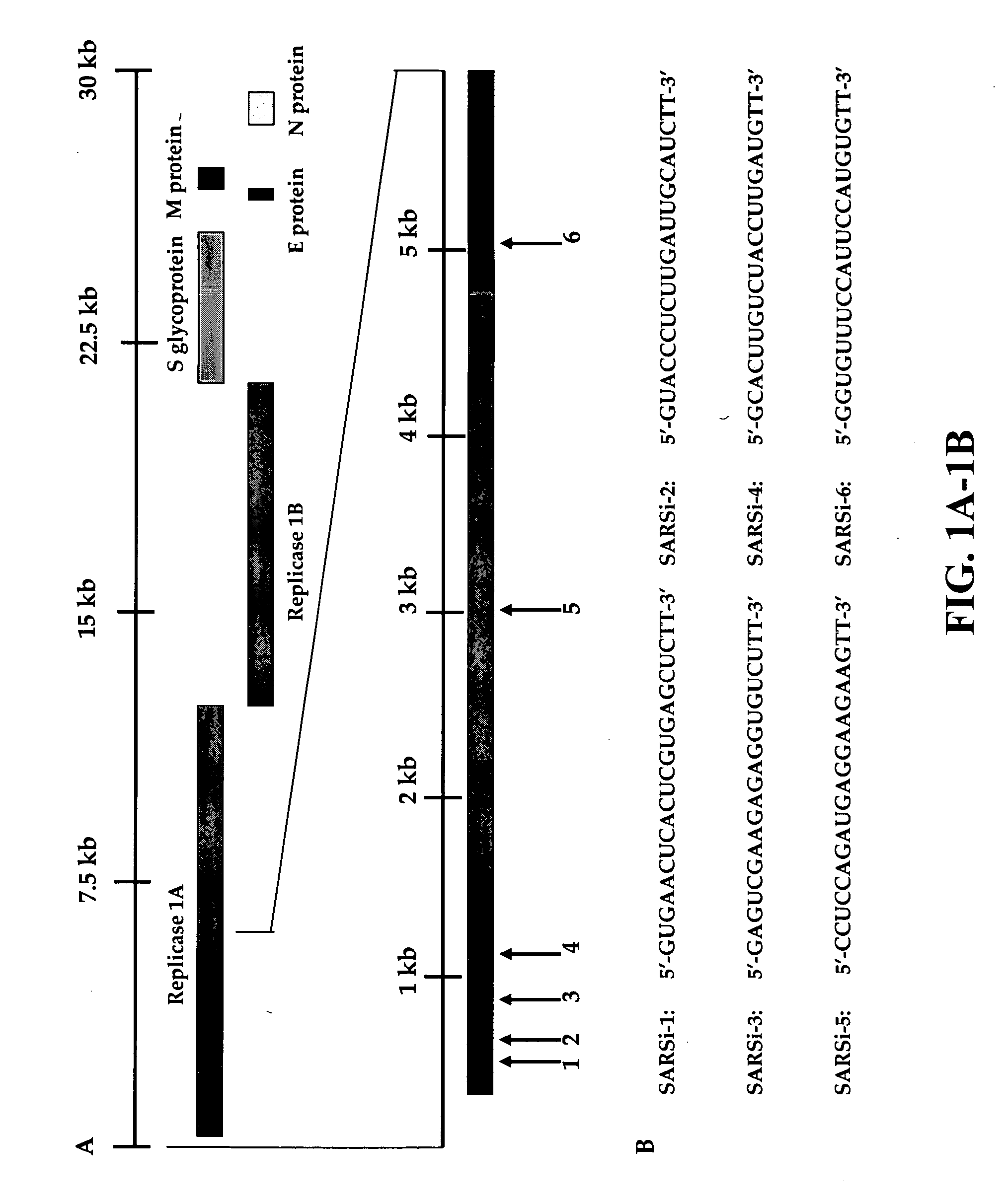 Inhibition of SARS-associated coronavirus (SCoV) infection and replication by RNA interference