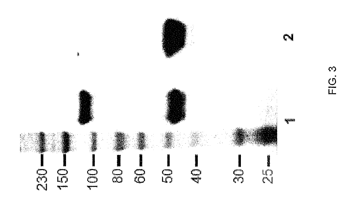 Carbonic anhydrase IX-specific antibodies and uses thereof