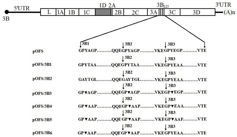 A foot-and-mouth disease virus non-structural protein 3b dominant epitope deletion-marked strain and its preparation method and application