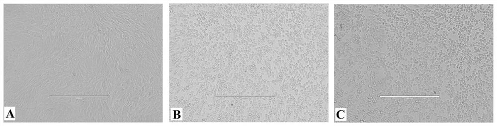 A foot-and-mouth disease virus non-structural protein 3b dominant epitope deletion-marked strain and its preparation method and application