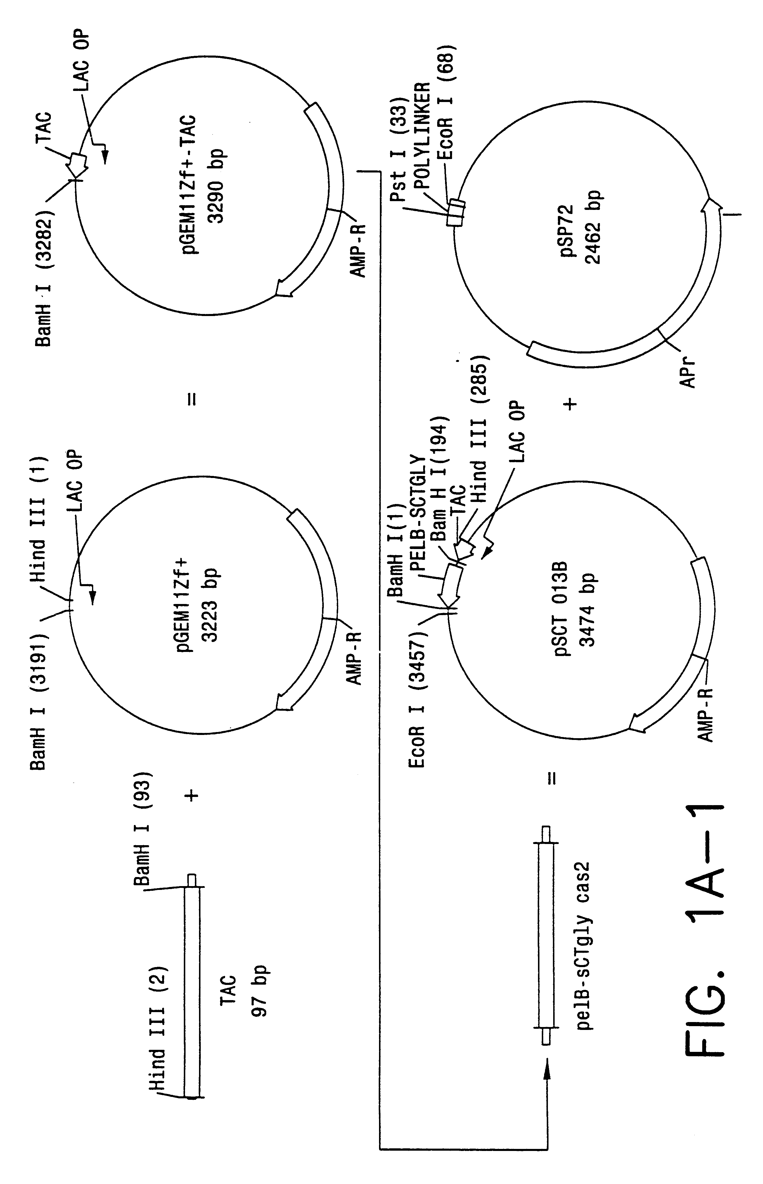 Direct expression of peptides into culture media