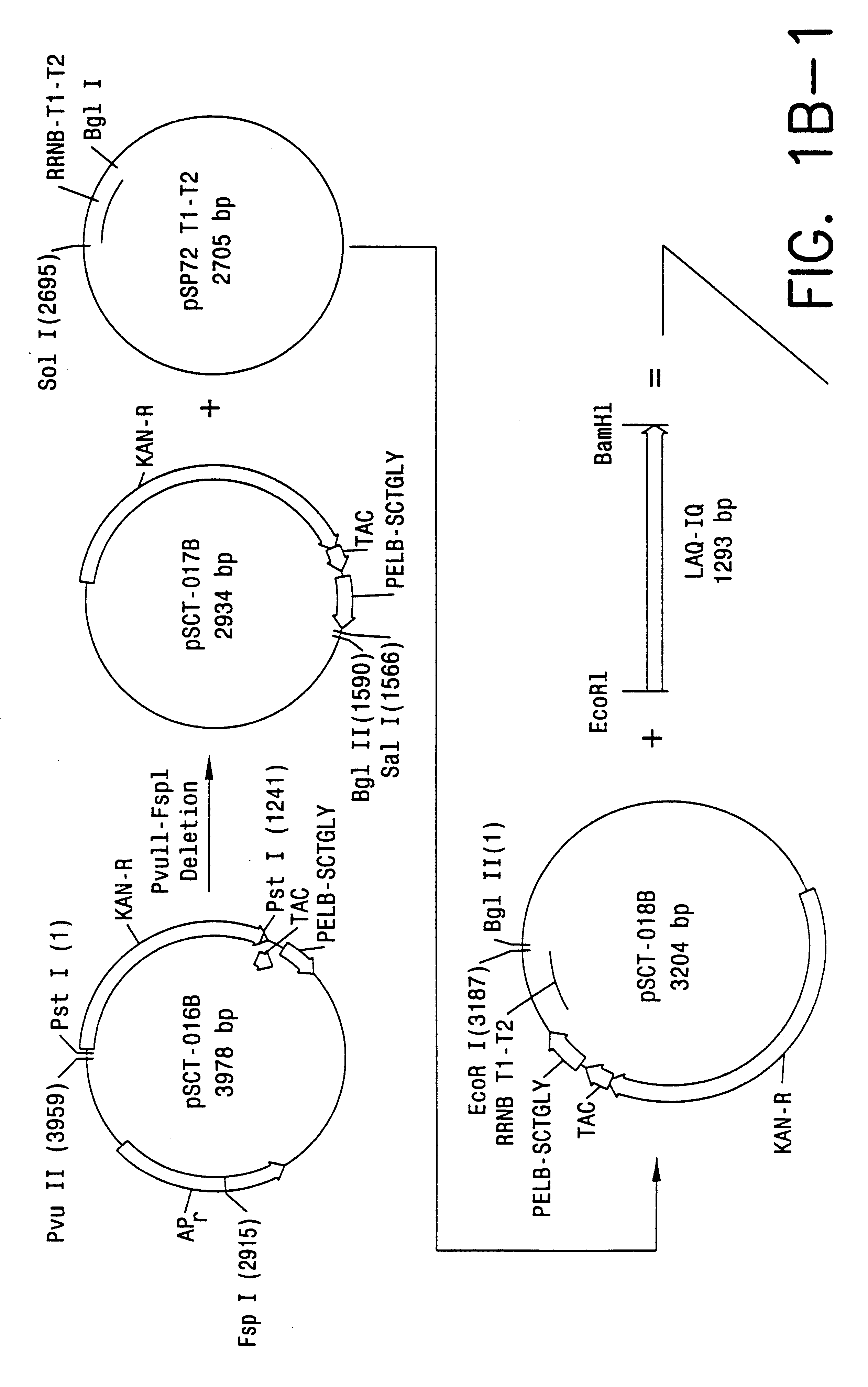 Direct expression of peptides into culture media