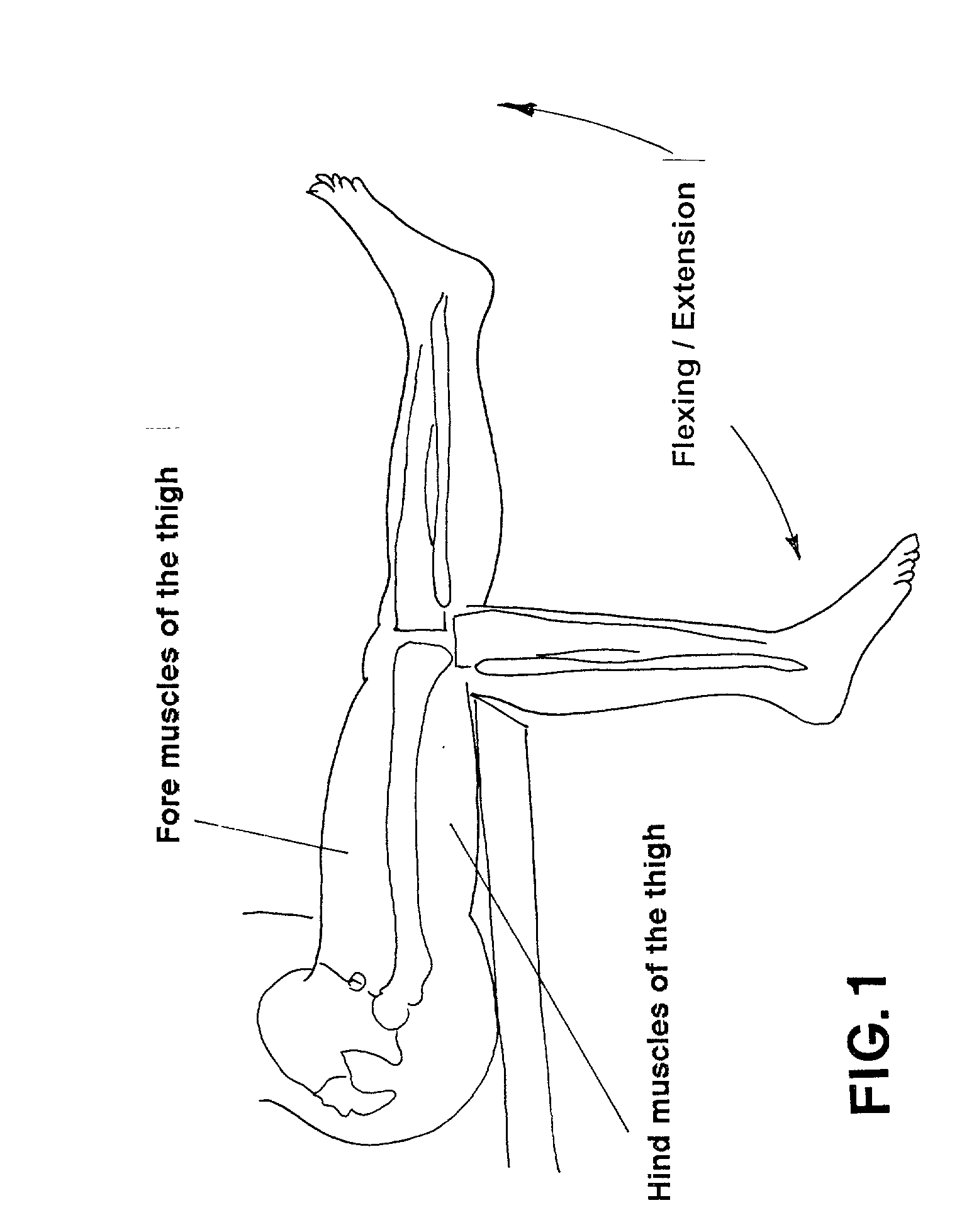 Adjustable rotation radius articulated joint for gym machines and knee tutors