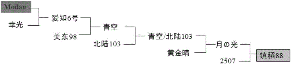 Method for cultivating rice blast-resisting rice variety