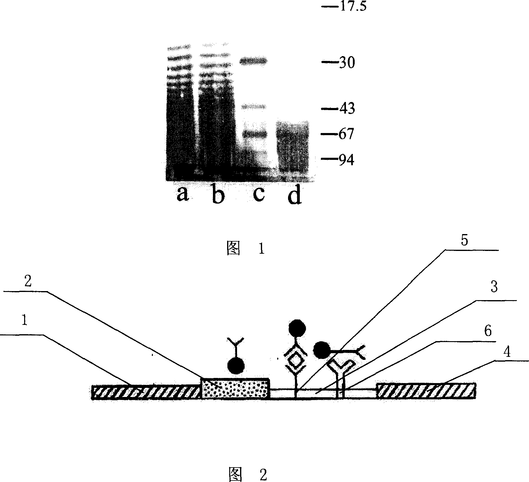 Immunological chromatographic test paper for testing francisella tularensis and its prpearation method