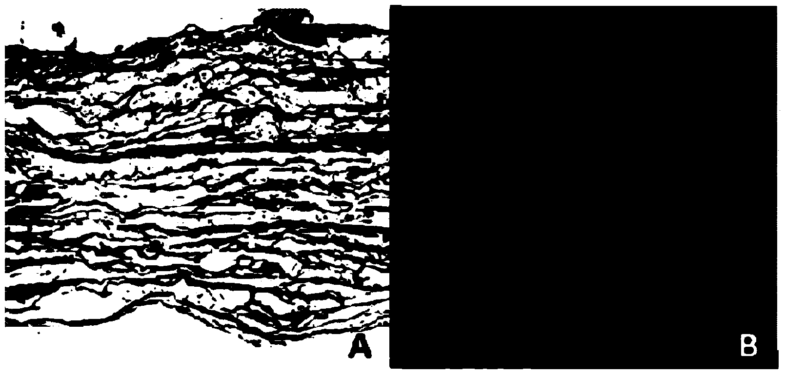 Method for establishing three-dimensional tissue in vitro