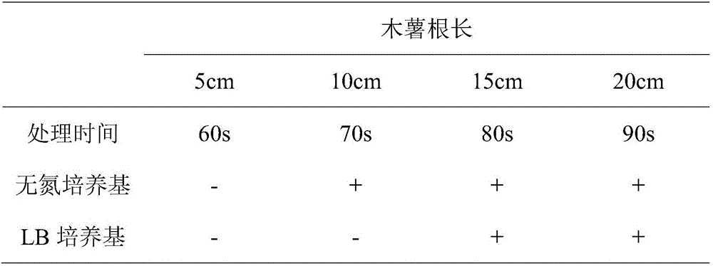 Curtobacterium citreum for cassava nitrogen fixation and preparation method and application thereof