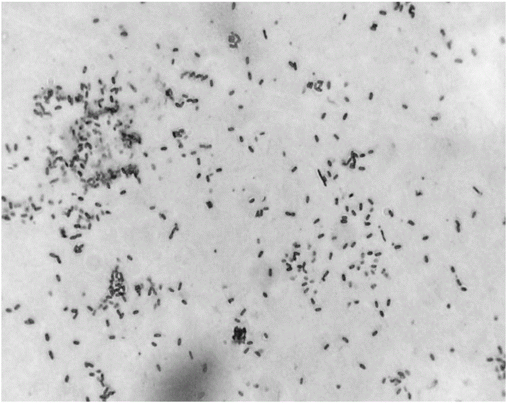 Curtobacterium citreum for cassava nitrogen fixation and preparation method and application thereof