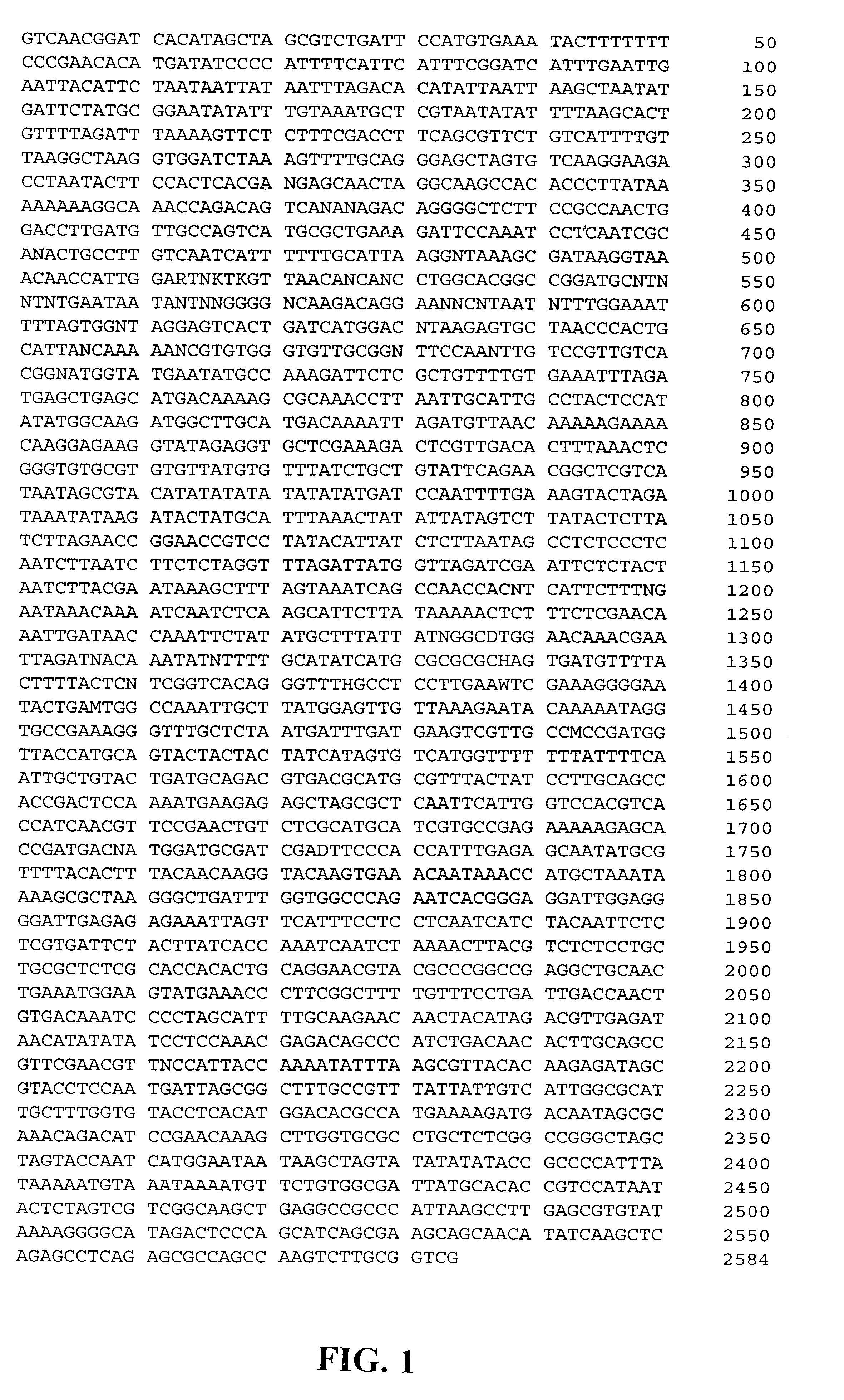 Maize RS81 promoter and methods for use thereof