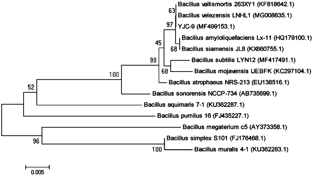 Identification and application of biocontrol bacillus strain