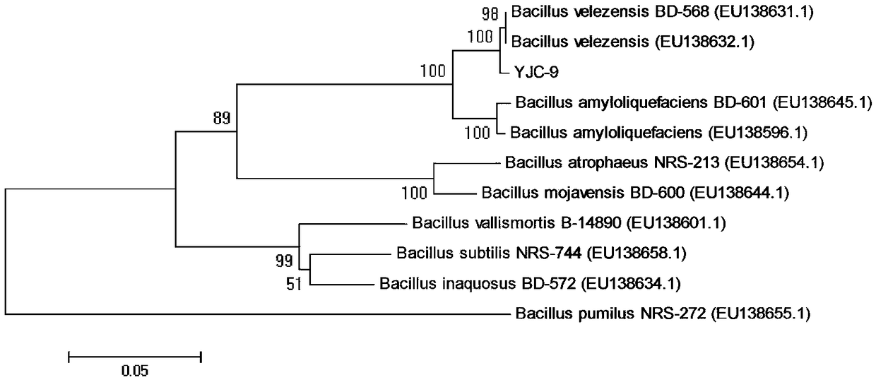 Identification and application of biocontrol bacillus strain