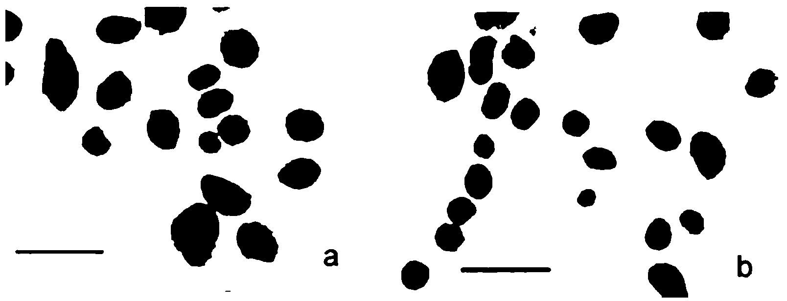 Separation and purification method for islet cells of mouse