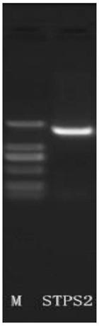 Sindora glabra sesquiterpenoid synthase SgSTPS2 as well as encoding gene and application thereof