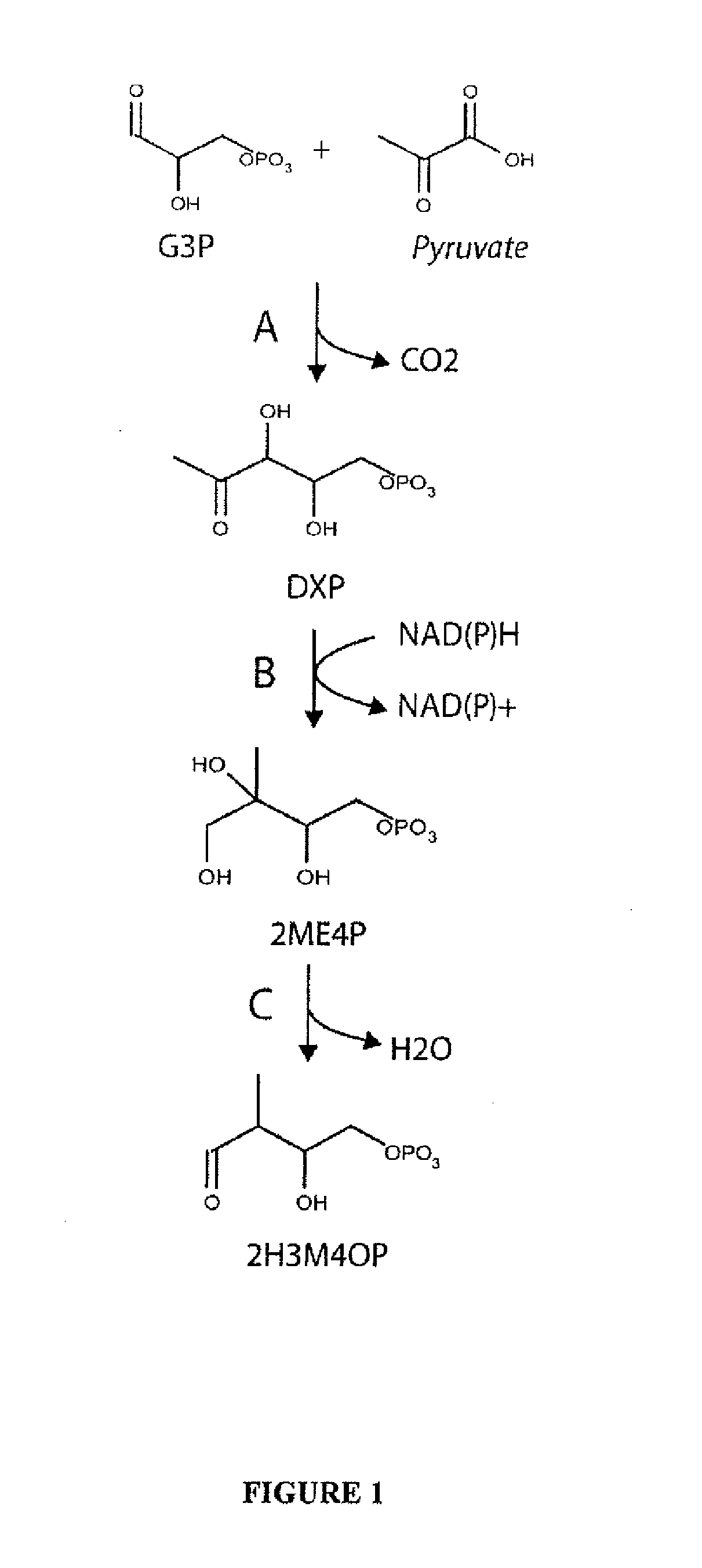 Microorganisms and methods for the biosynthesis of (2-hydroxy-3methyl-4-oxobutoxy) phosphonate