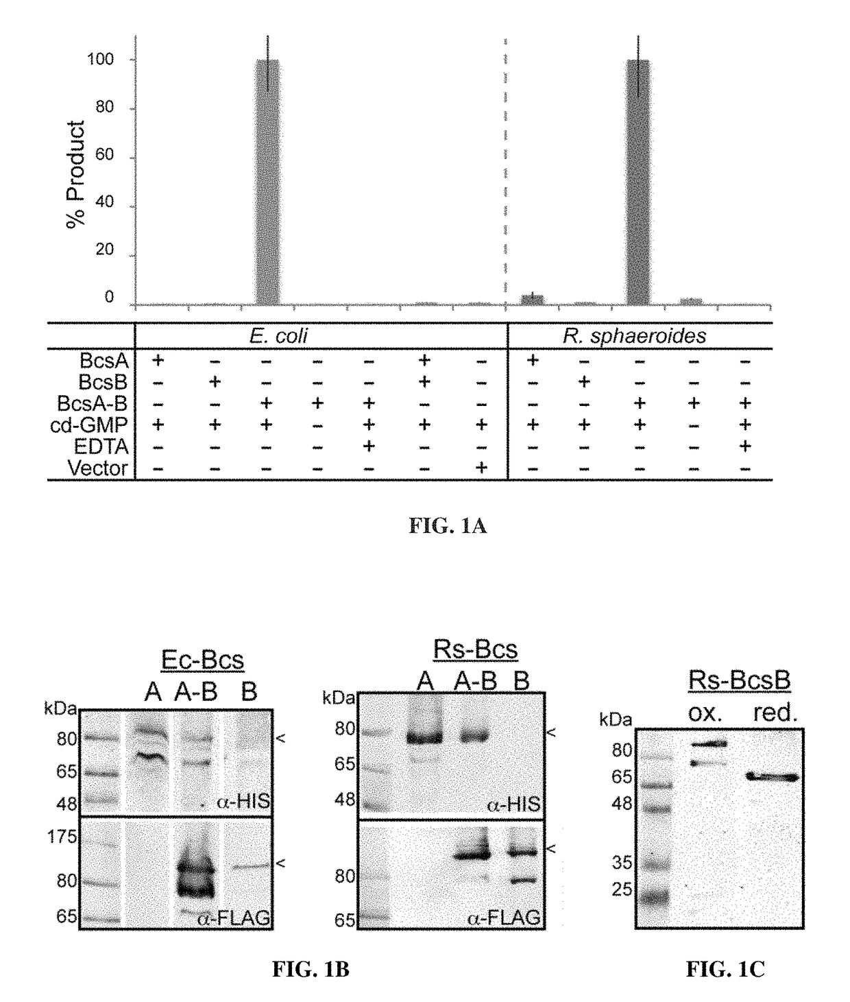 Method for synthesizing cellulose in vitro